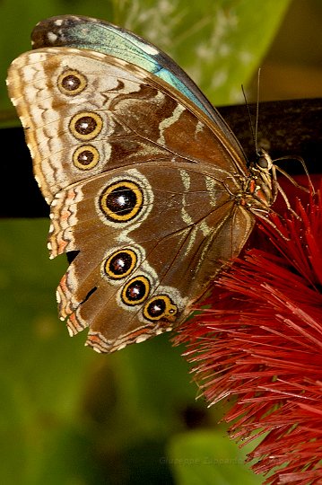 _DSC9547 - Morpho peleides.jpg - Giuseppe Zuppardo 2008 KINZLE@TIN.IT